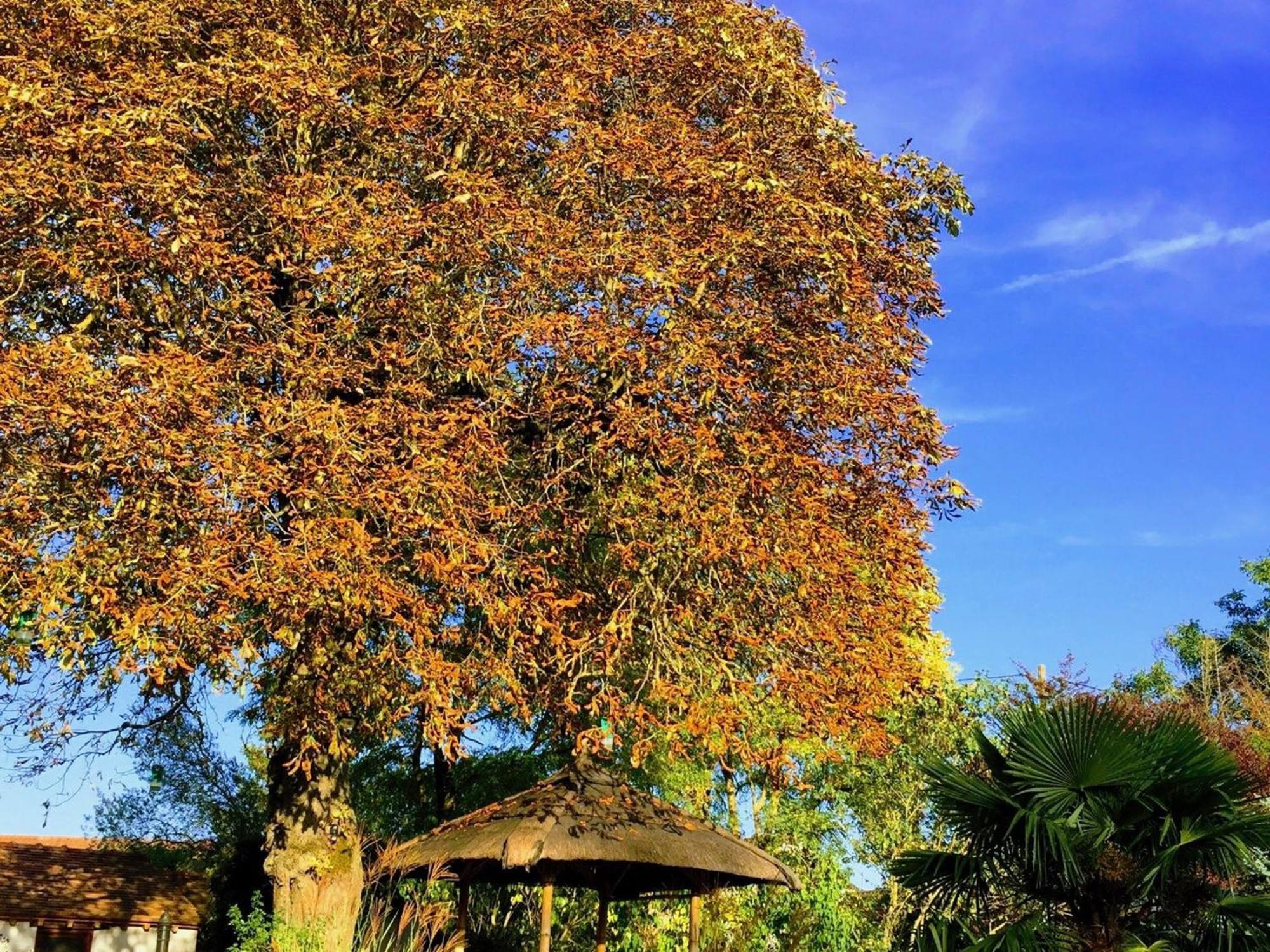 Charme Au Coeur Des Chateaux De La Loire Avec Wifi - Fr-1-590-305 Bed & Breakfast Tavers Bagian luar foto